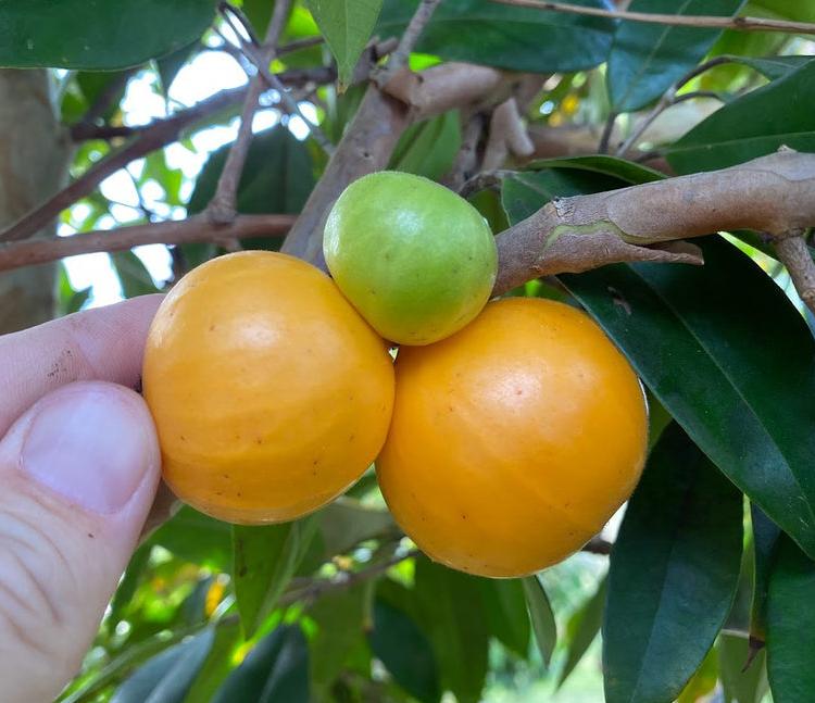 Jaboticaba Tree 'Cambuca'