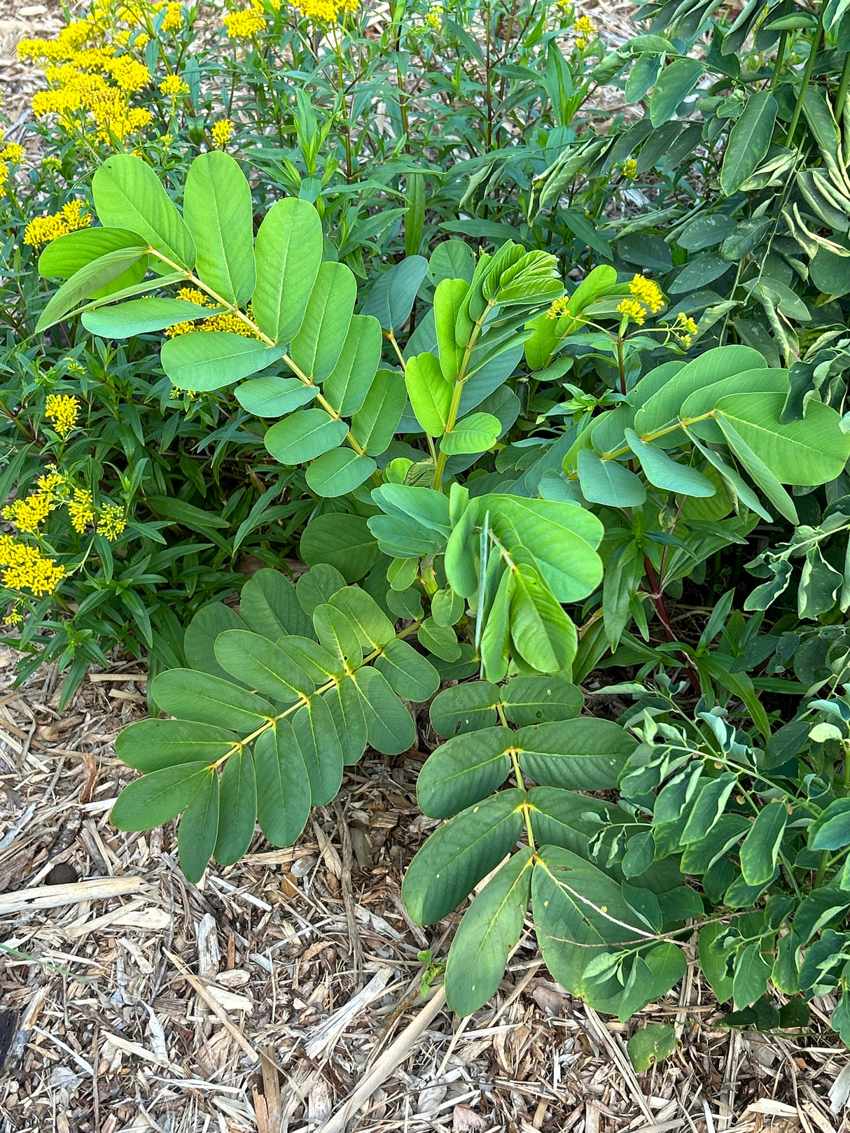 Candlestick Cassia Plant
