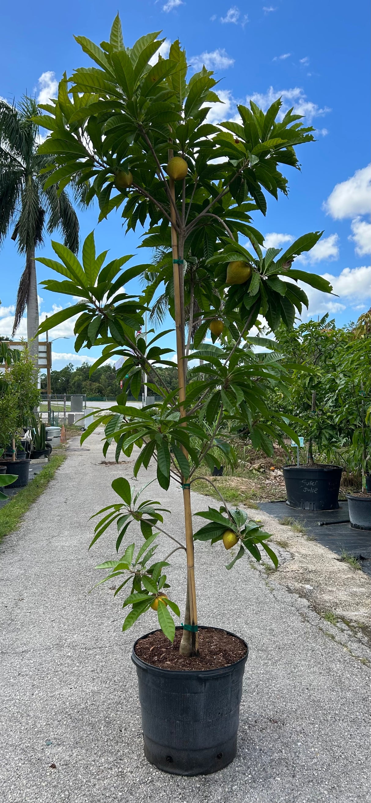 Canistel Tree ‘Bruce’