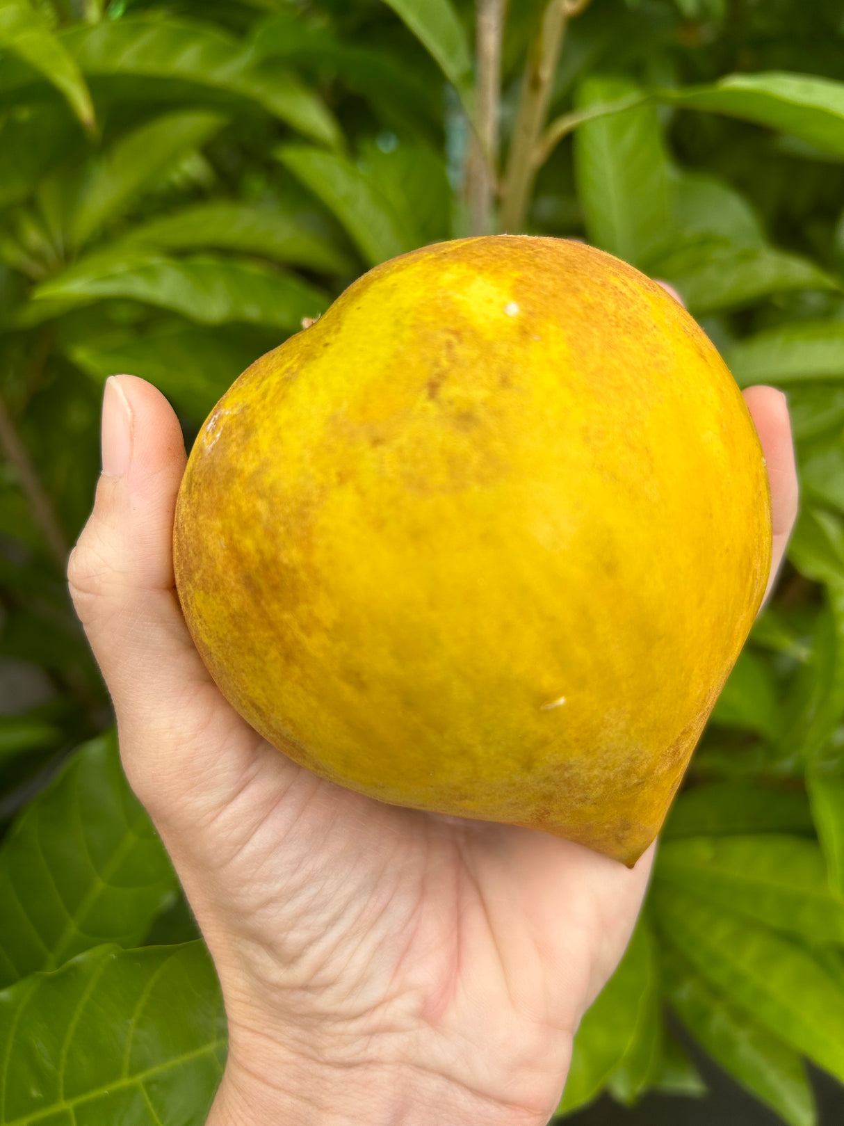 Canistel Tree ‘Bruce’