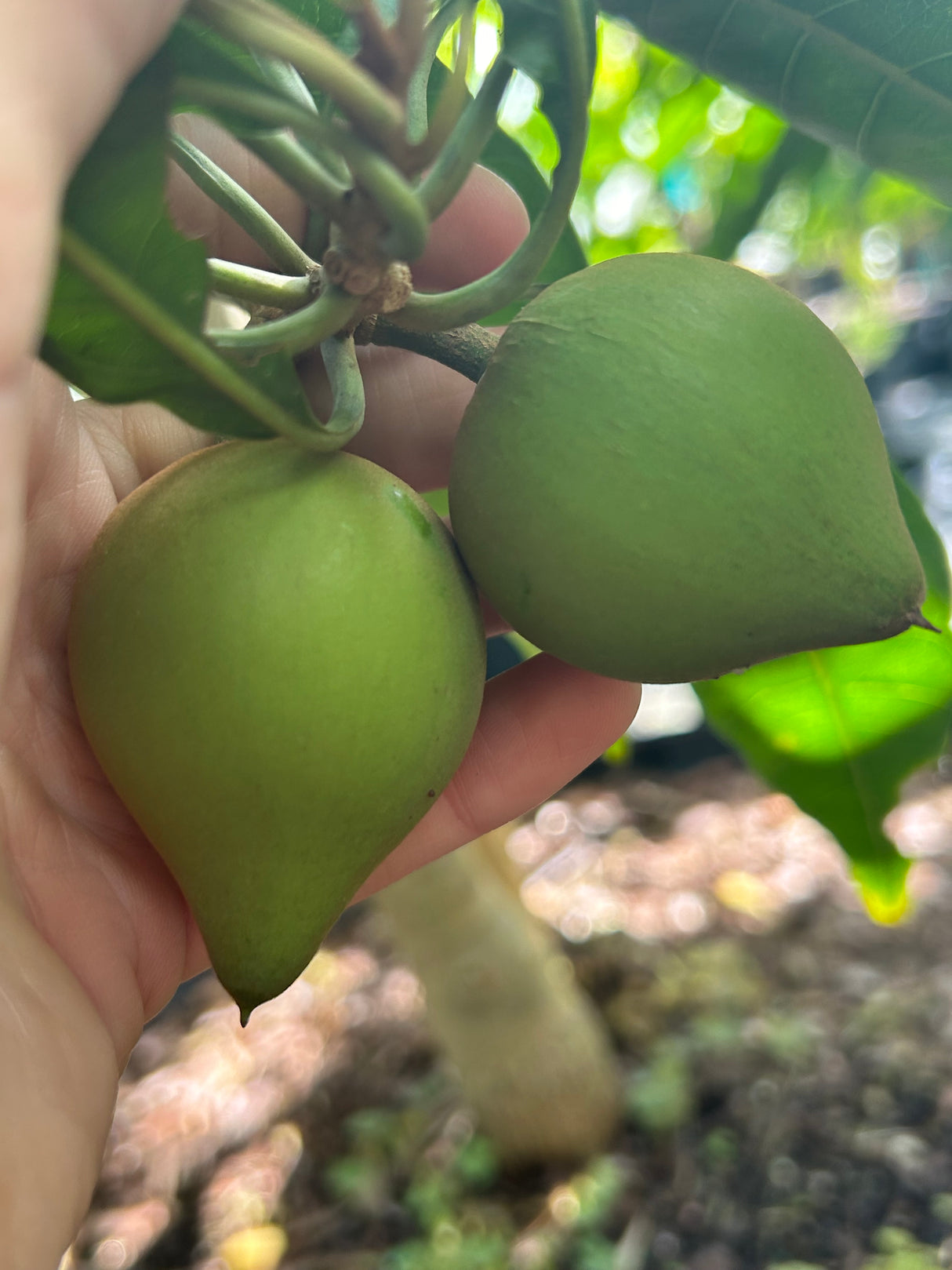 Canistel Tree ‘Fairchild #2’