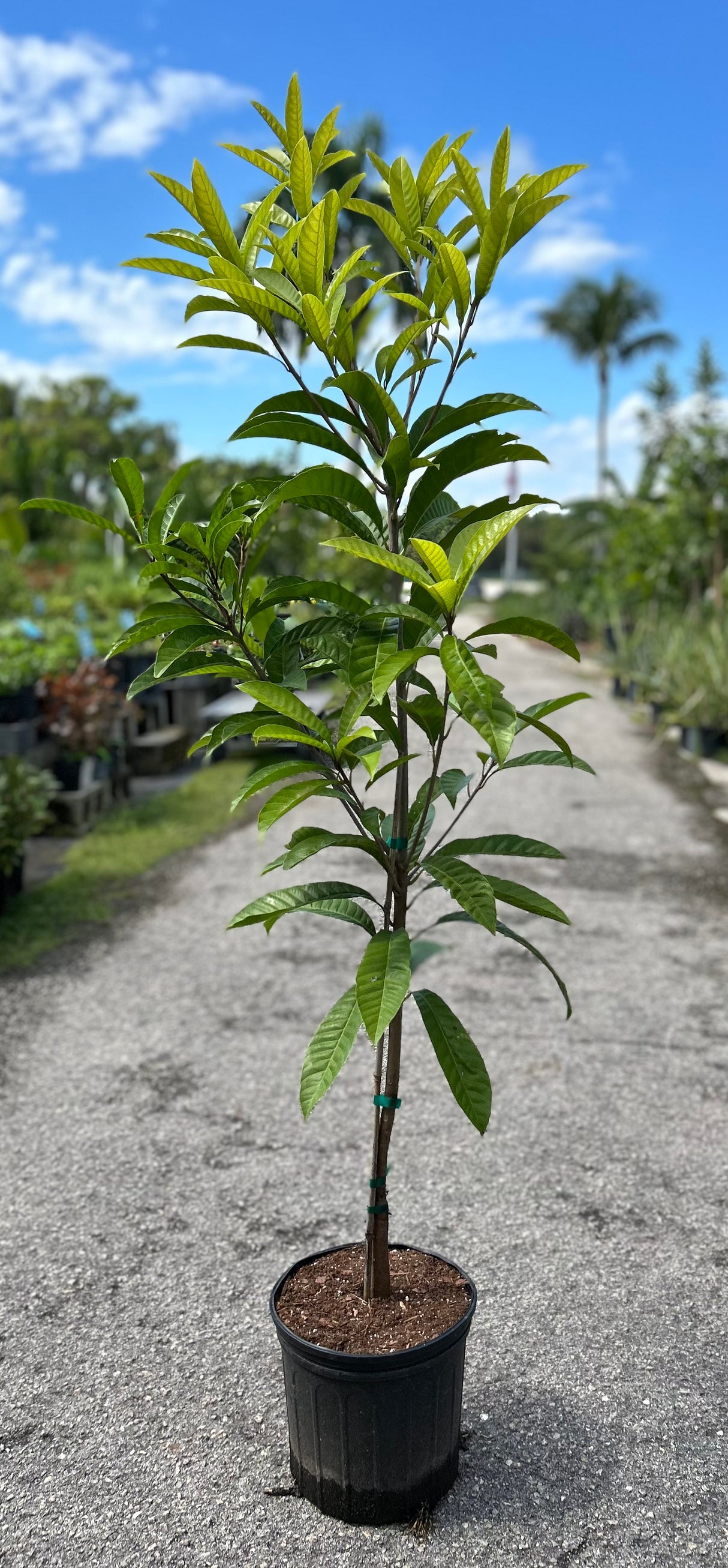 Canistel Tree ‘Bruce’