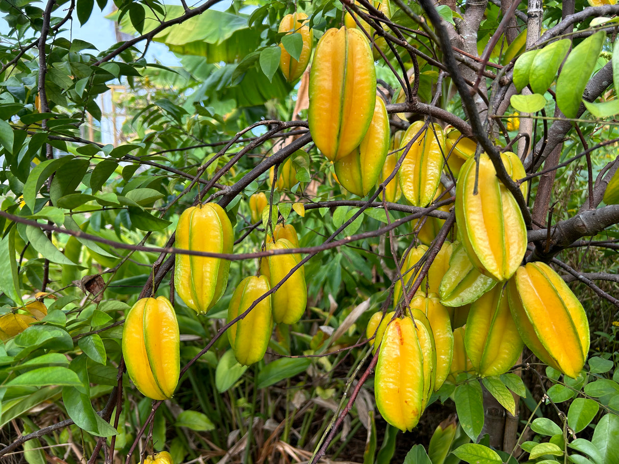 Carambola (Starfruit) Tree 'Bell'