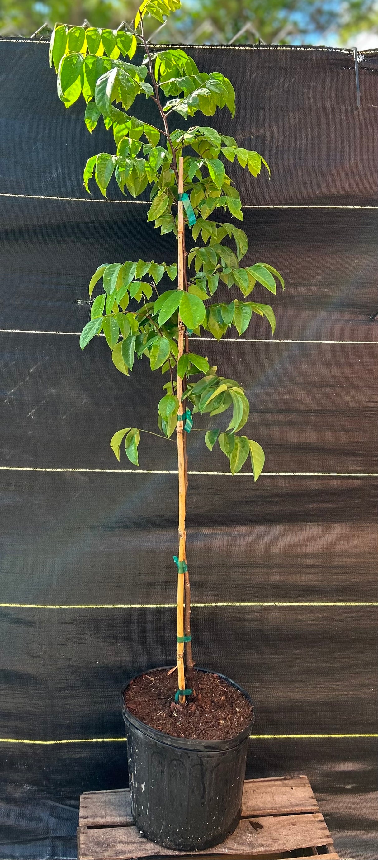 Carambola (Starfruit) Tree 'Kari'