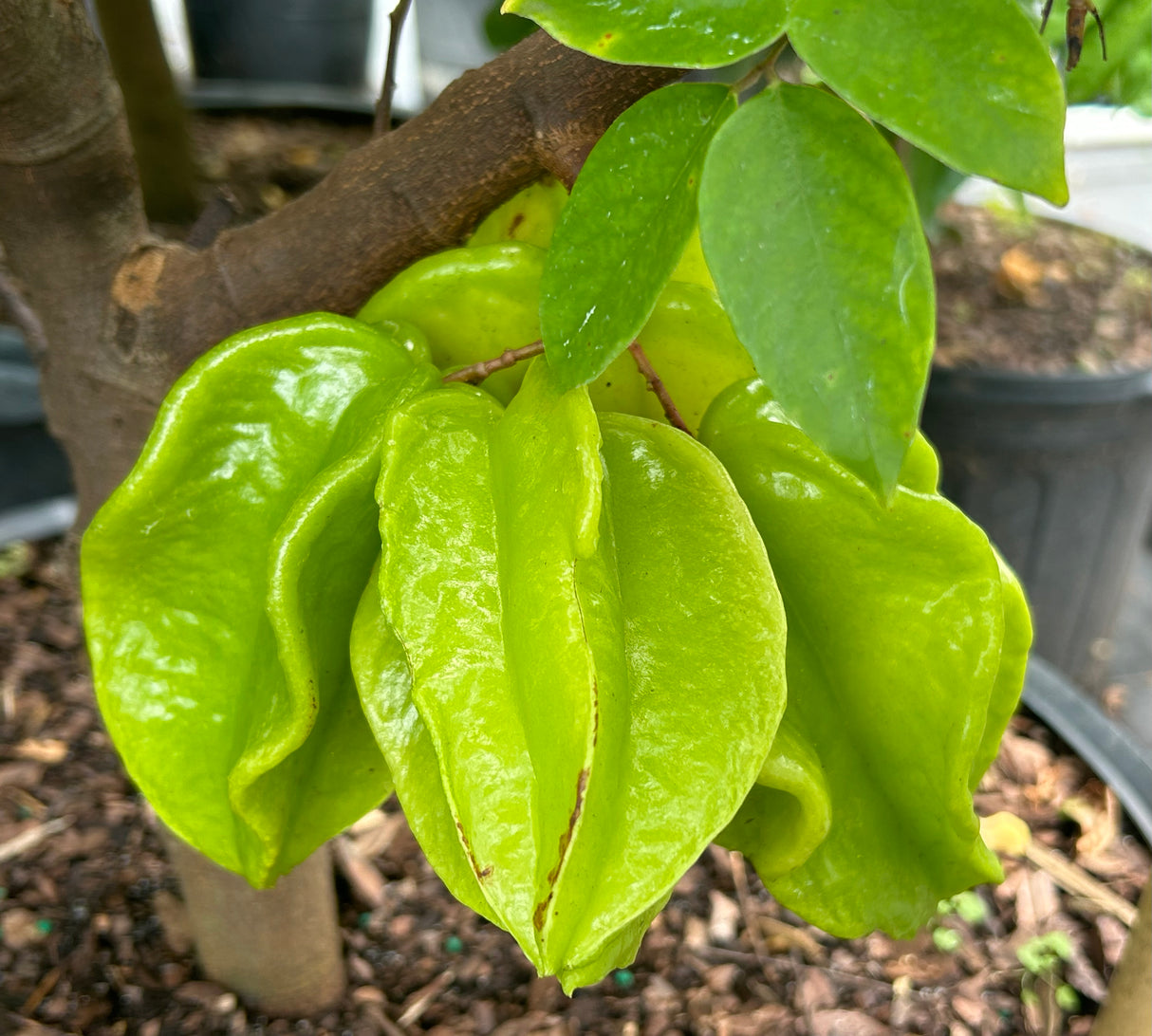 Carambola (Starfruit) Tree 'Fwang Tung'