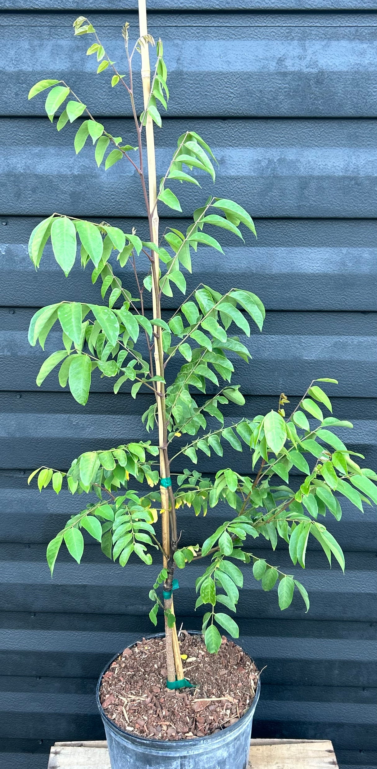 Carambola (Starfruit) Tree 'Kari'