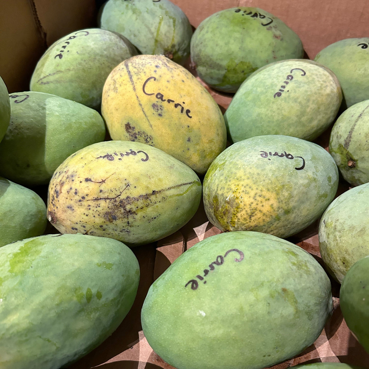 Mango Tree 'Carrie’