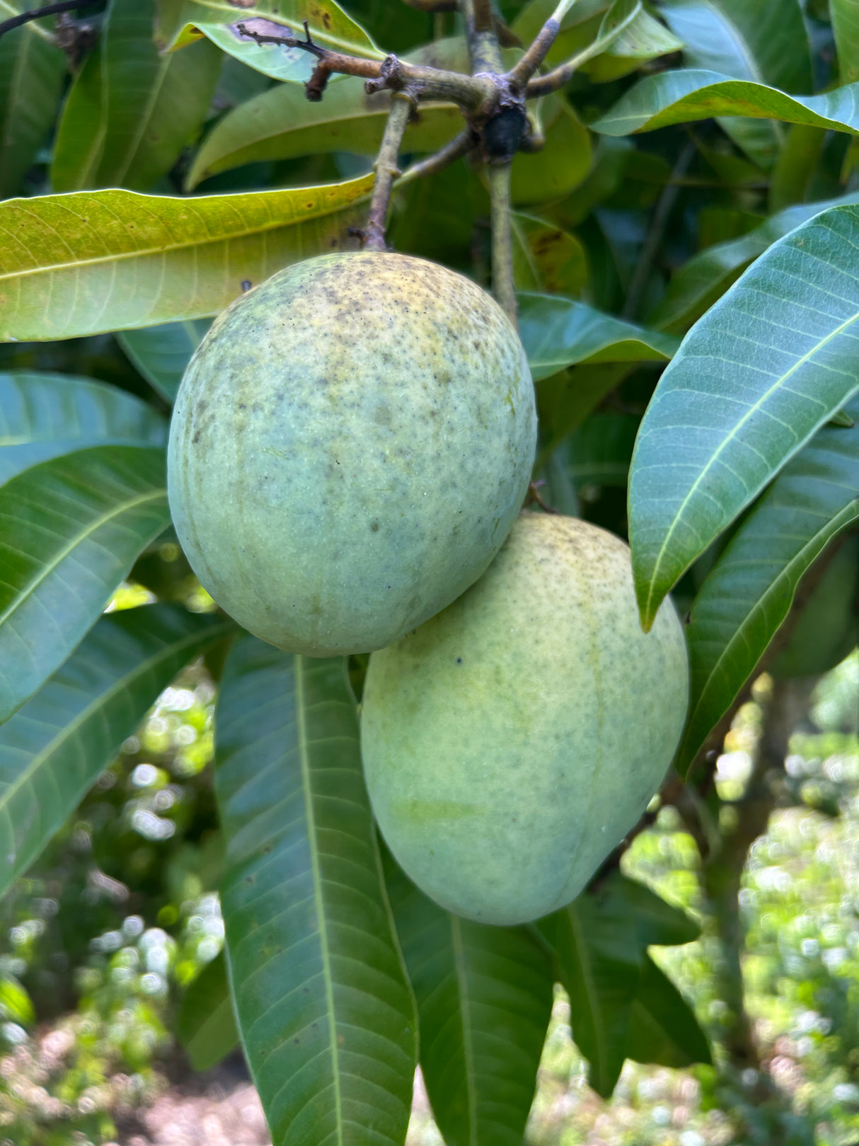 Mango Tree 'Carrie’