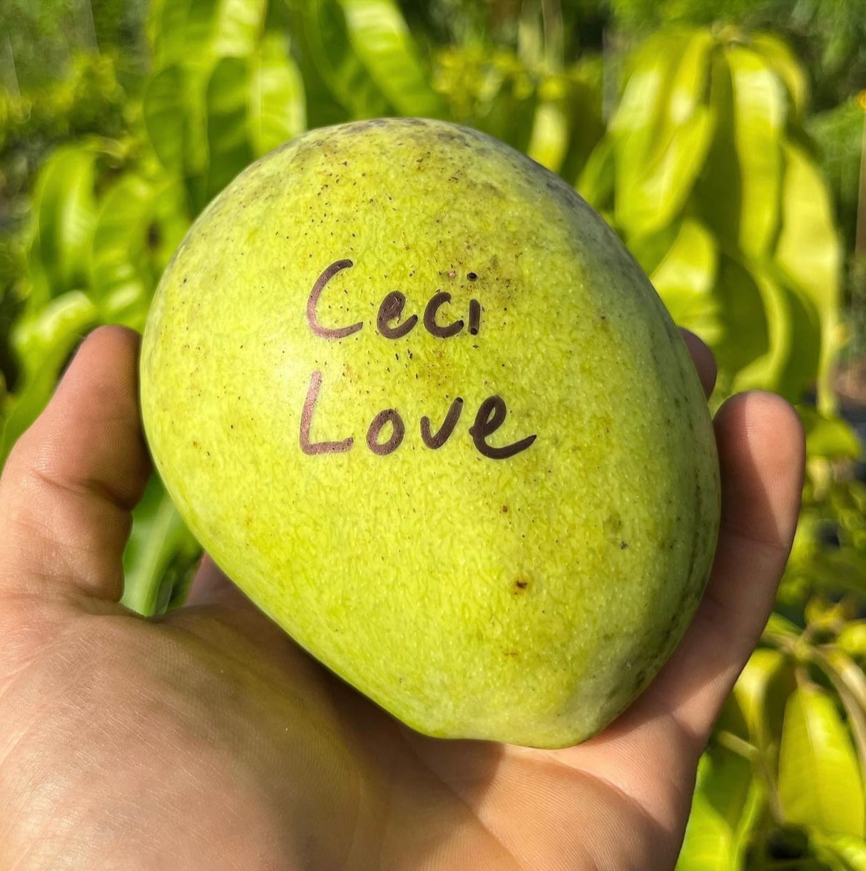 Mango Tree 'Ceci Love’