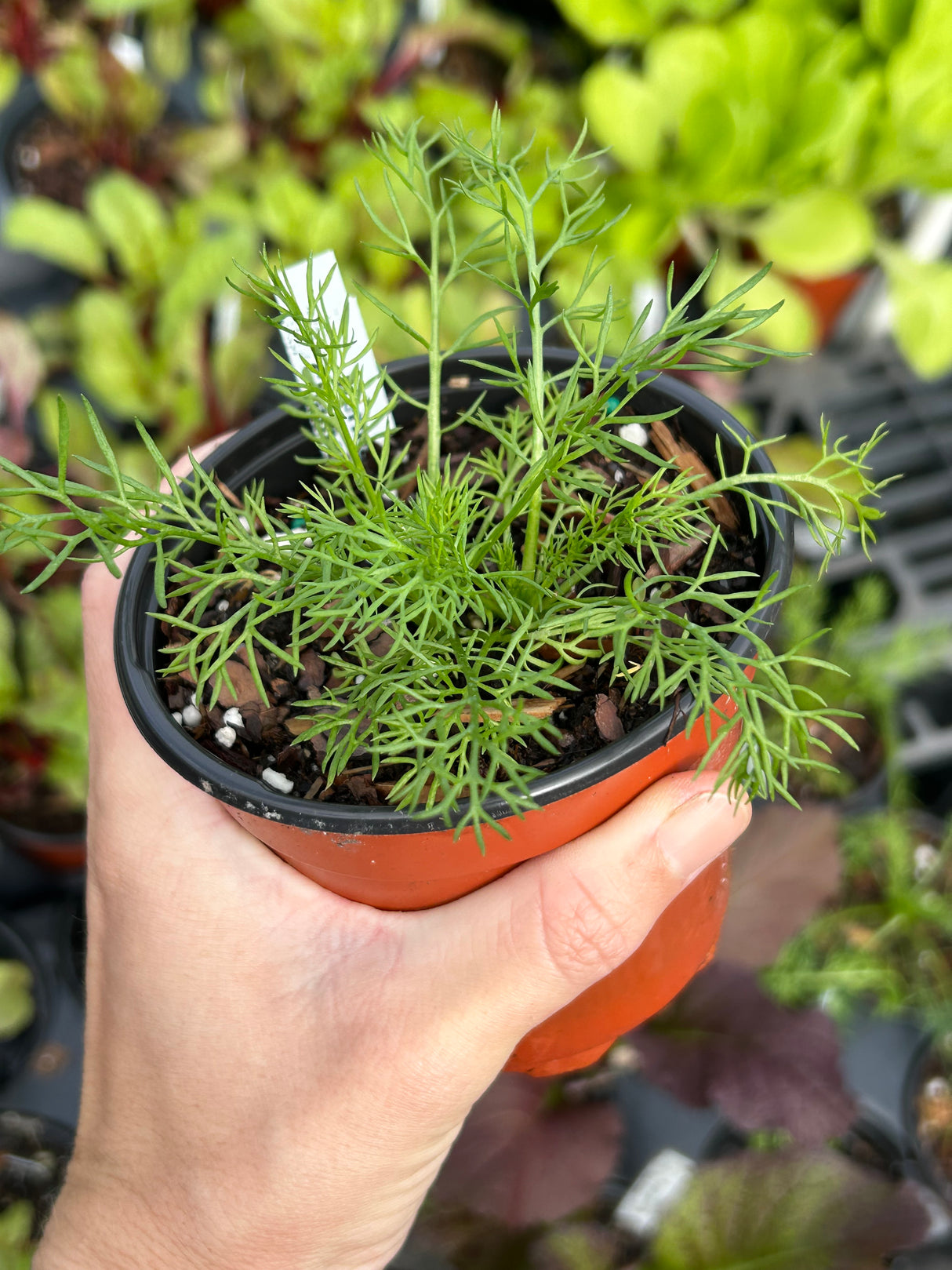 Annual Herb Plant - 6 inch pot