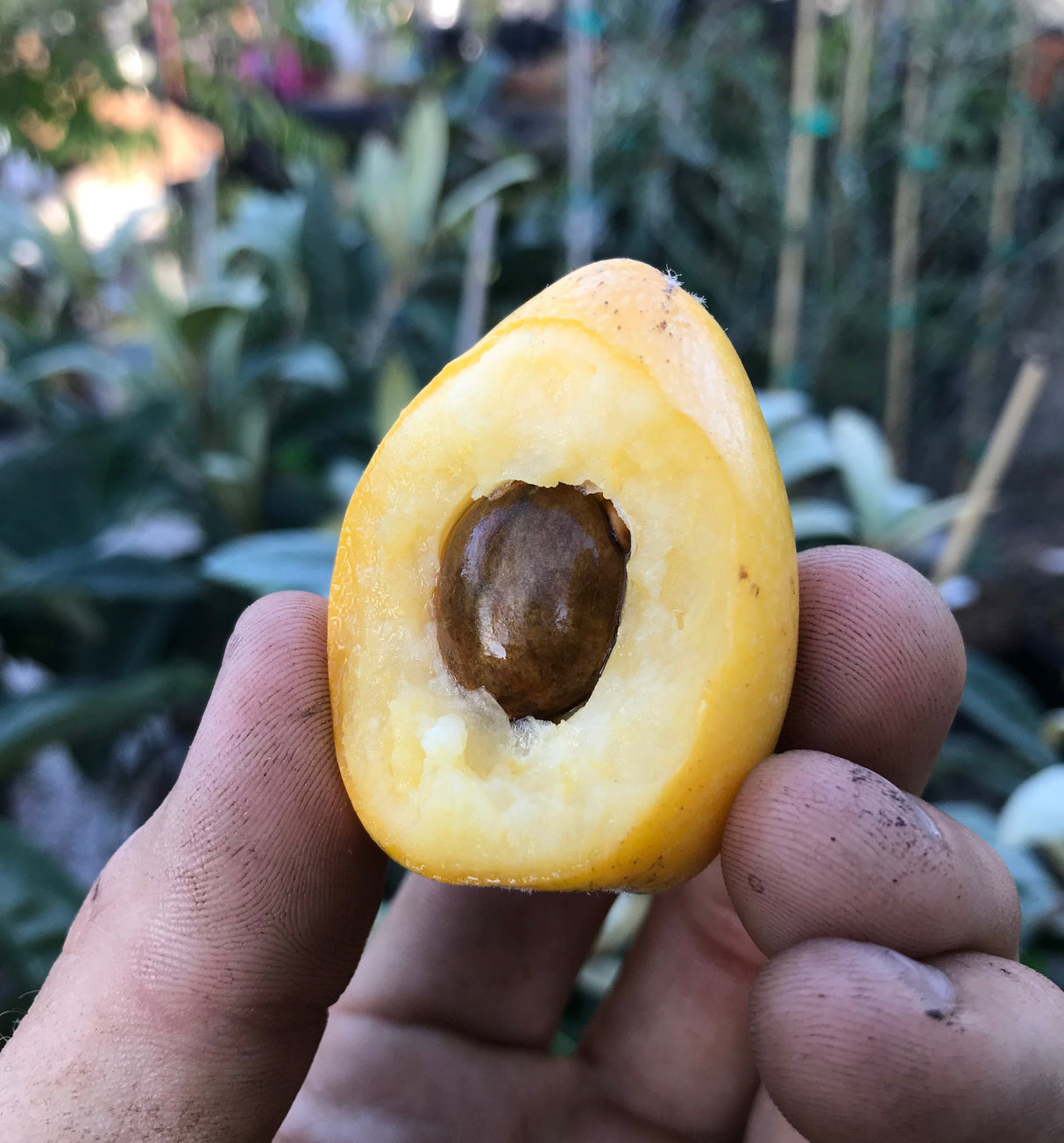 Loquat Tree 'Champagne'