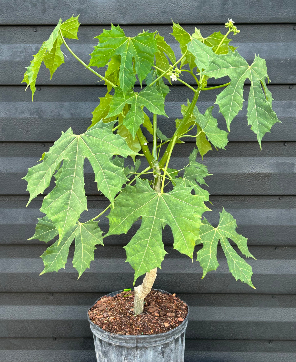Chaya Plant ‘Big Leaf’