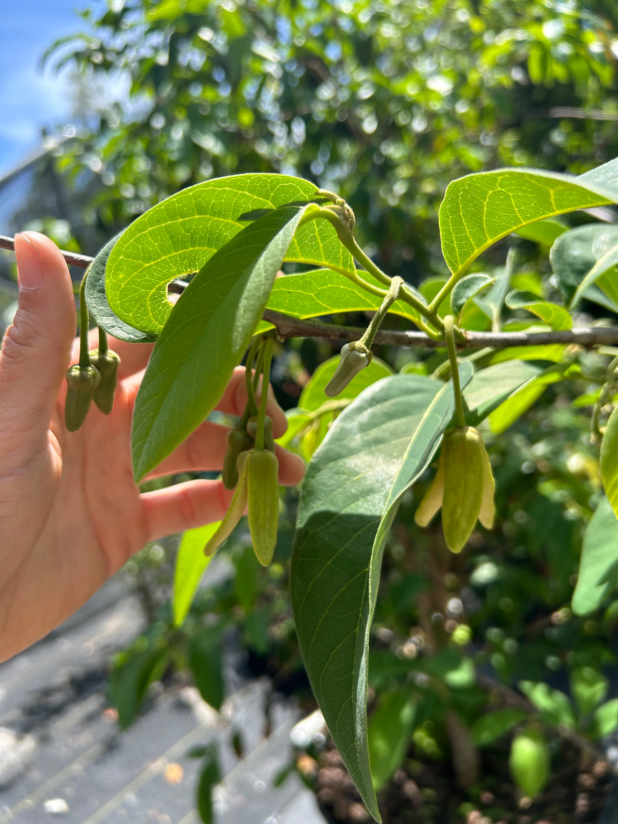 Cherilata Tree 'Painter'