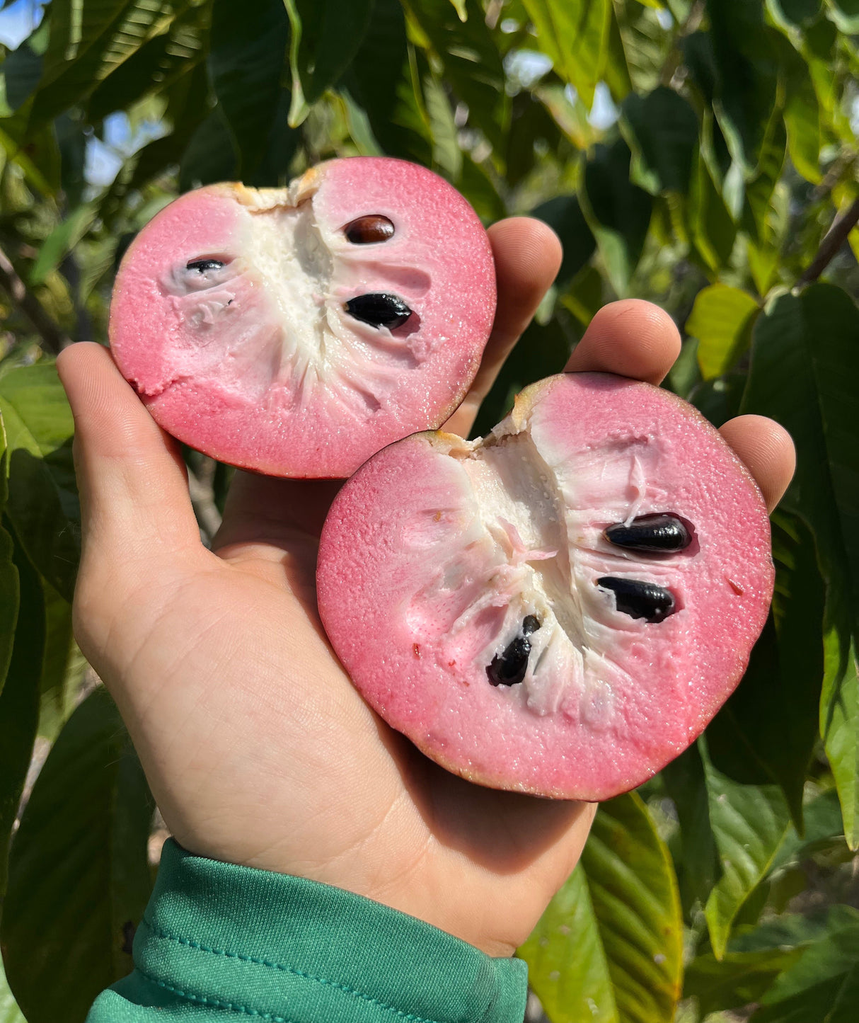 Cherilata Tree 'Painter'