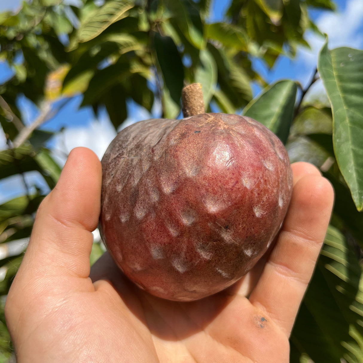 Cherilata Tree 'Painter'