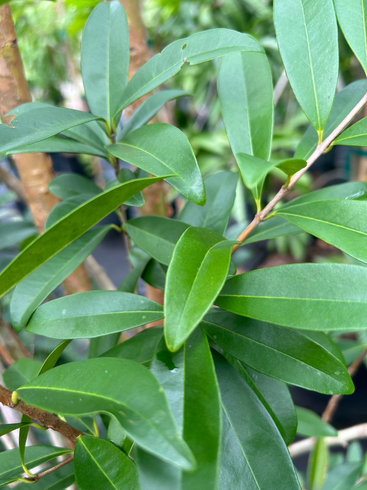 Cherry of the Rio Grande Tree