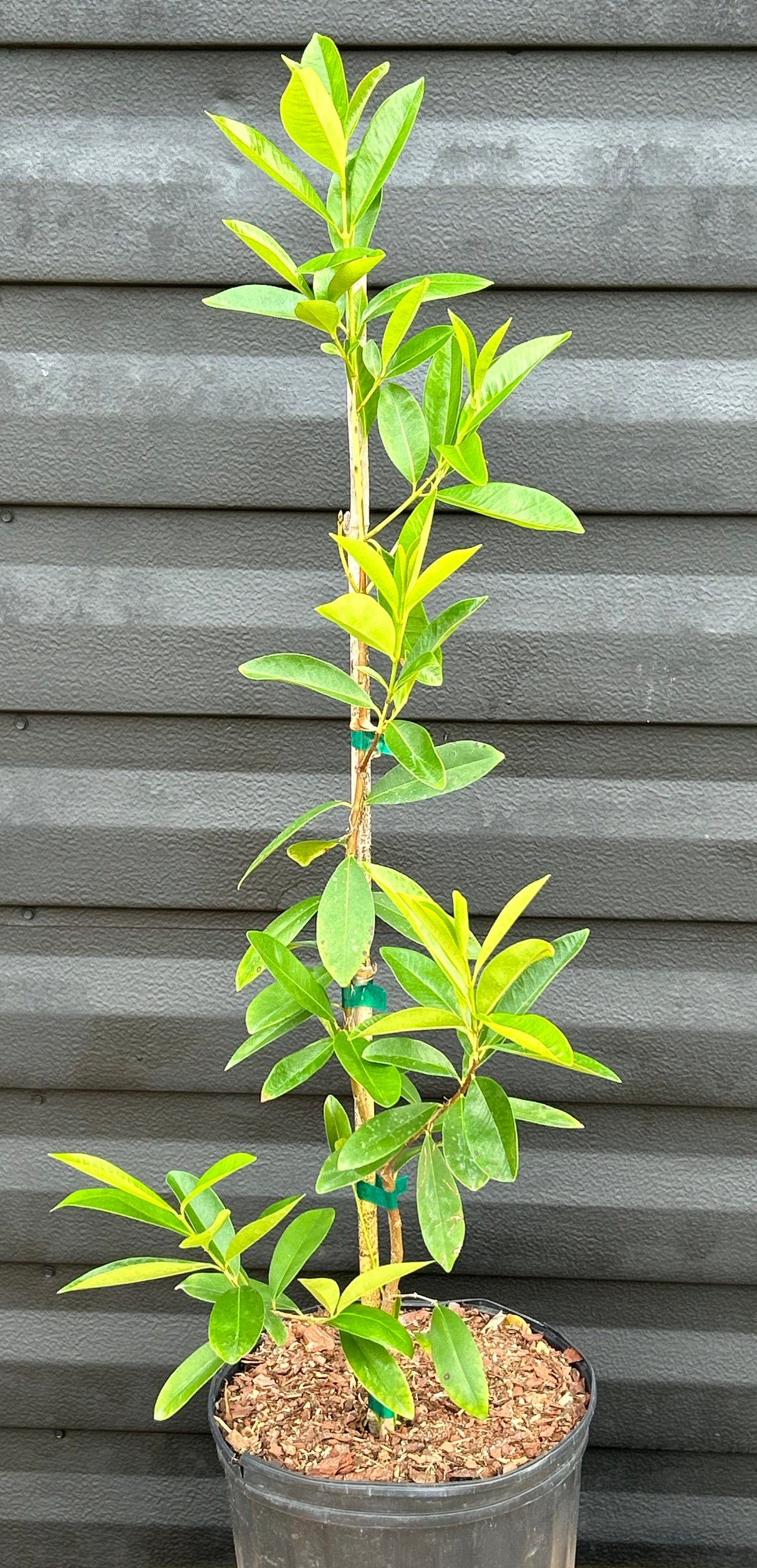 Cherry of the Rio Grande Tree