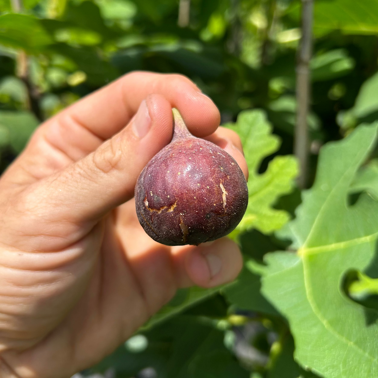 Fig Tree ‘Chicago Hardy’