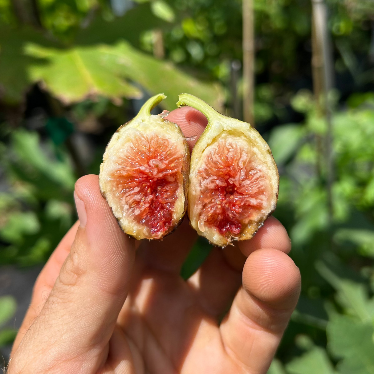 Fig Tree ‘Chicago Hardy’