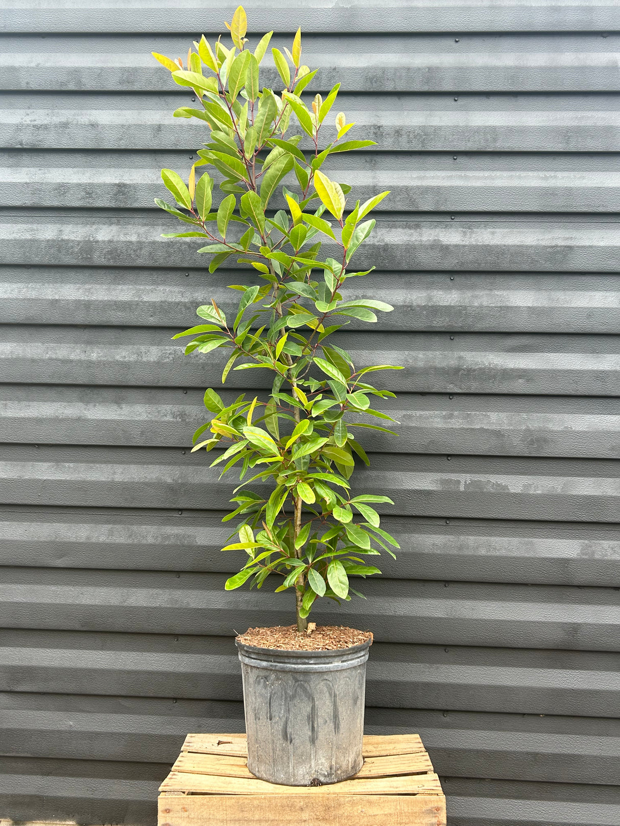 Chinese Olive Tree