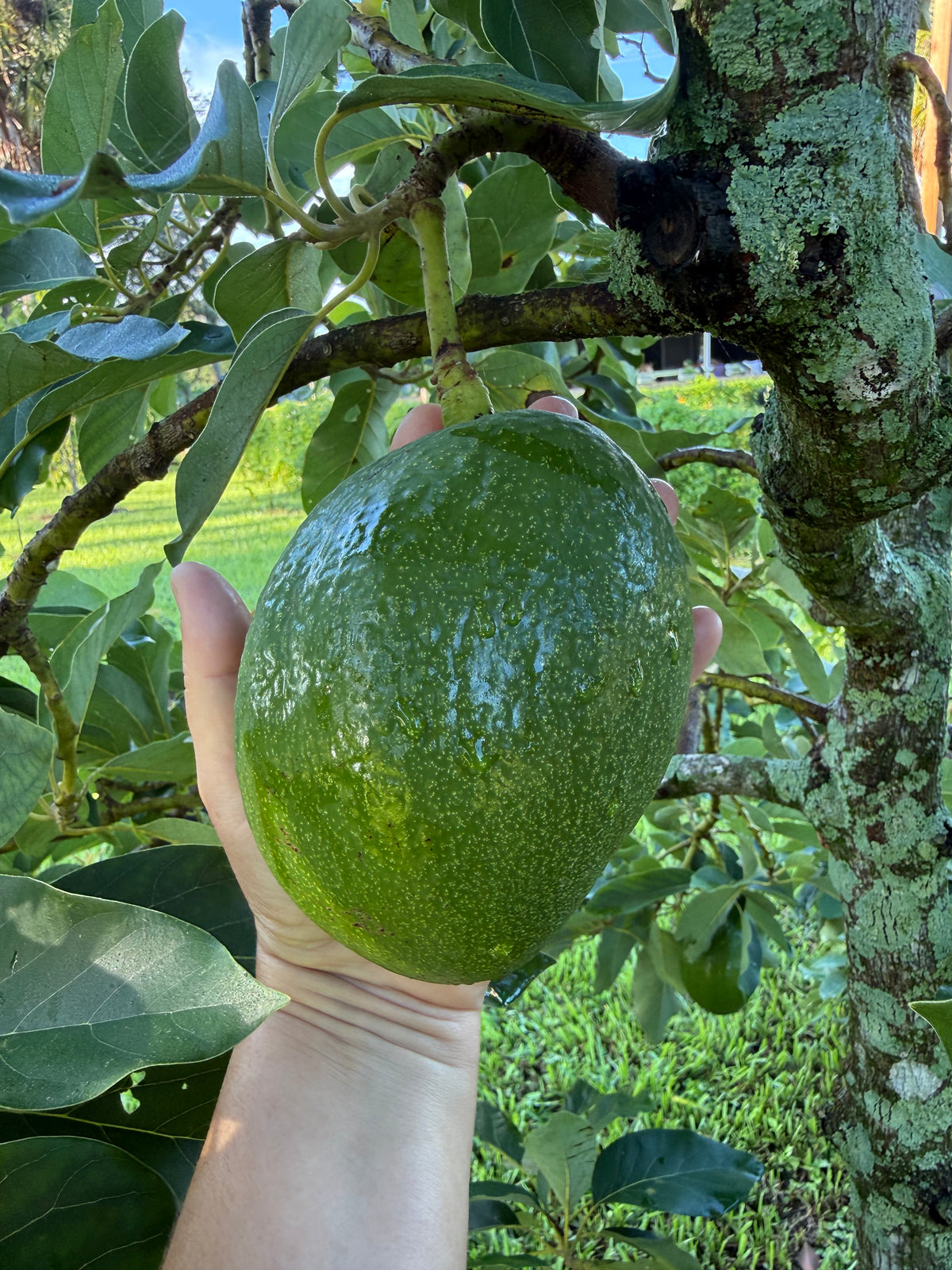 Avocado Tree ‘Choquette’