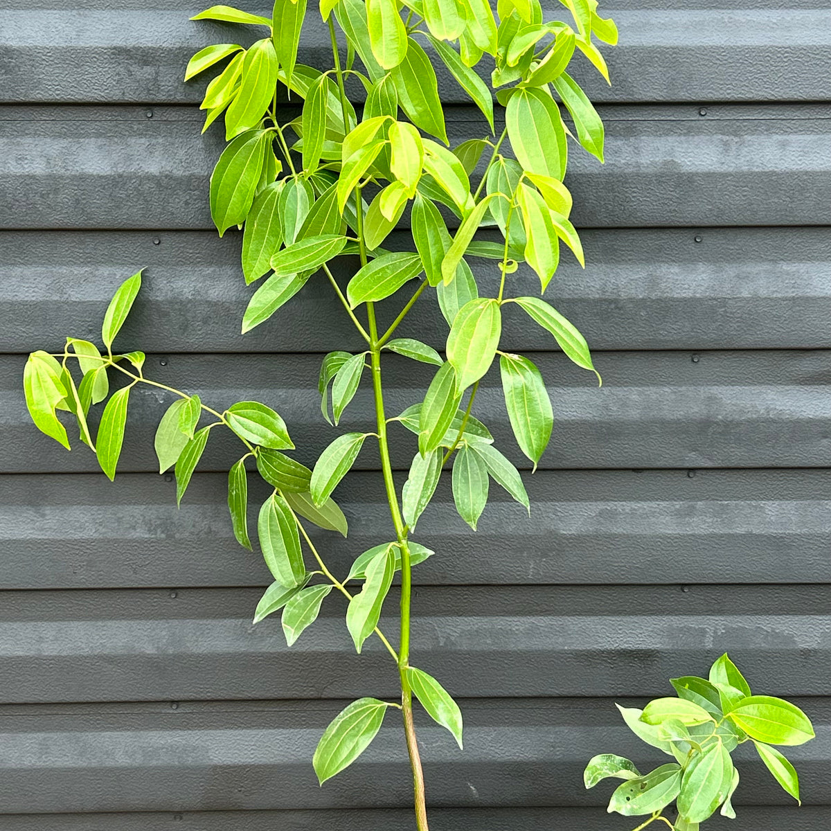 cinnamon plant for sale philippines Cinnamon Tree