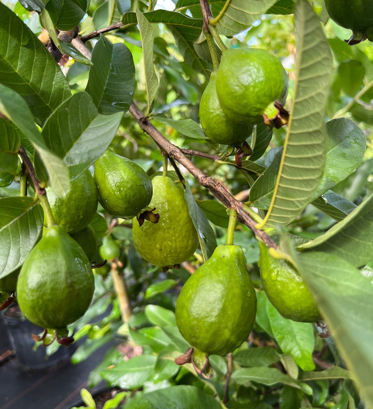 Guava Tree 'Ruby Supreme'