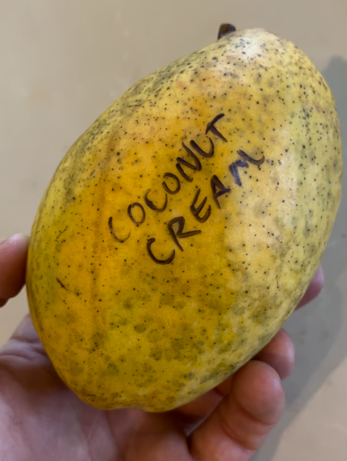 Mango Tree 'Coconut Cream’