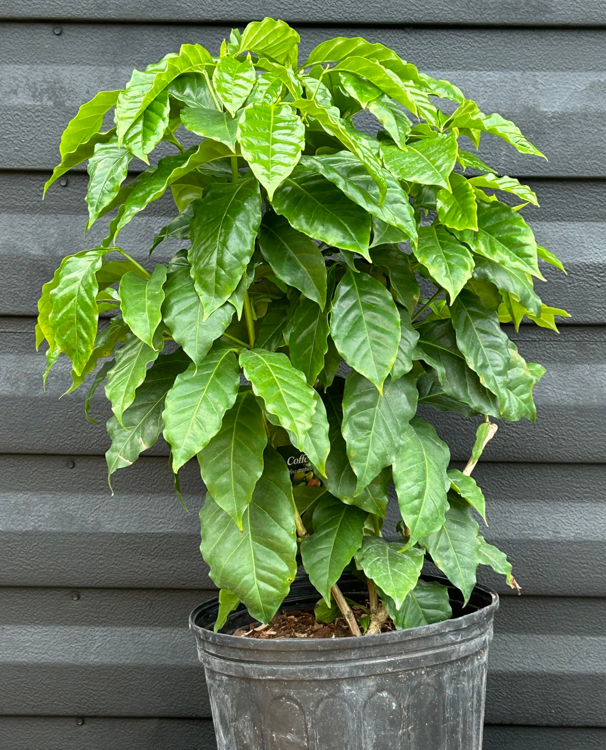 Coffee Tree