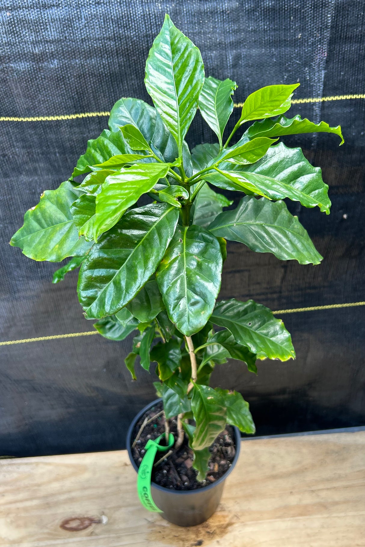 Coffee Tree