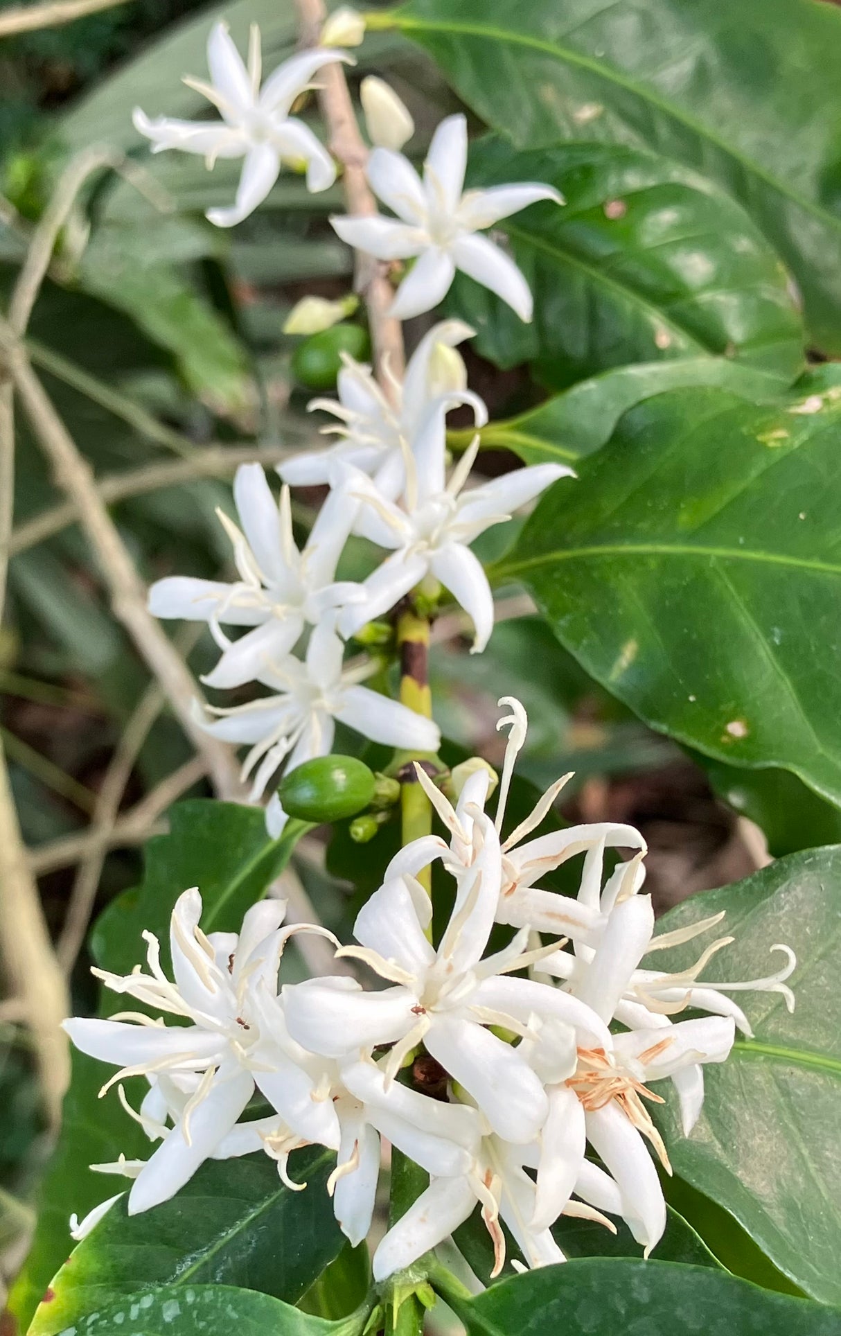Coffee Tree