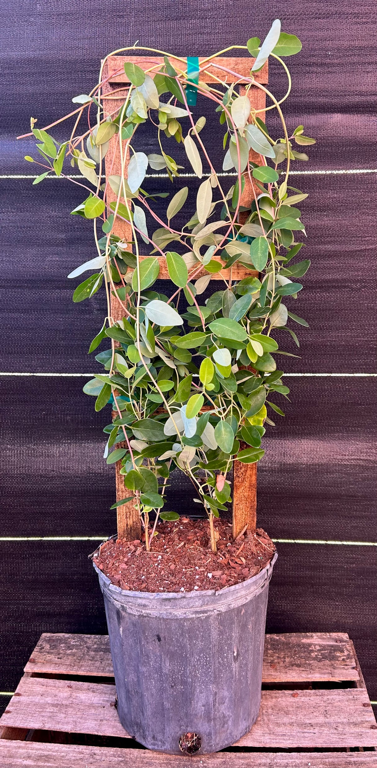 Coral Honeysuckle Vine