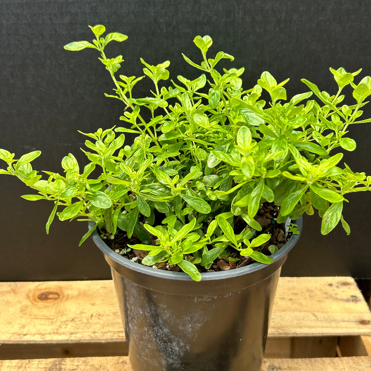 Costa Rican Mint Plant – Incredible Edible Landscapes