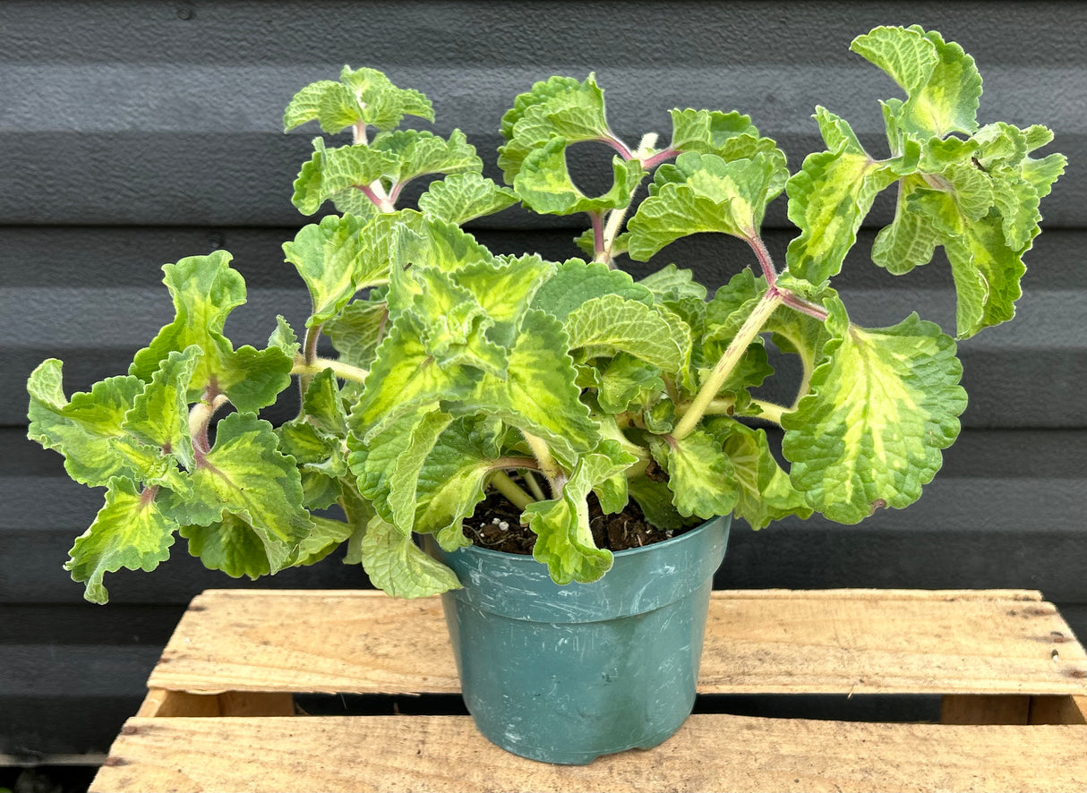 Cuban Oregano Plant - Camo/Pink Stem