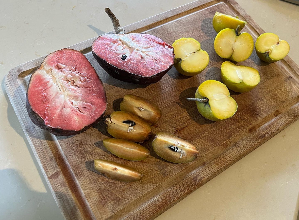 Custard Apple Tree - San Pablo seedling