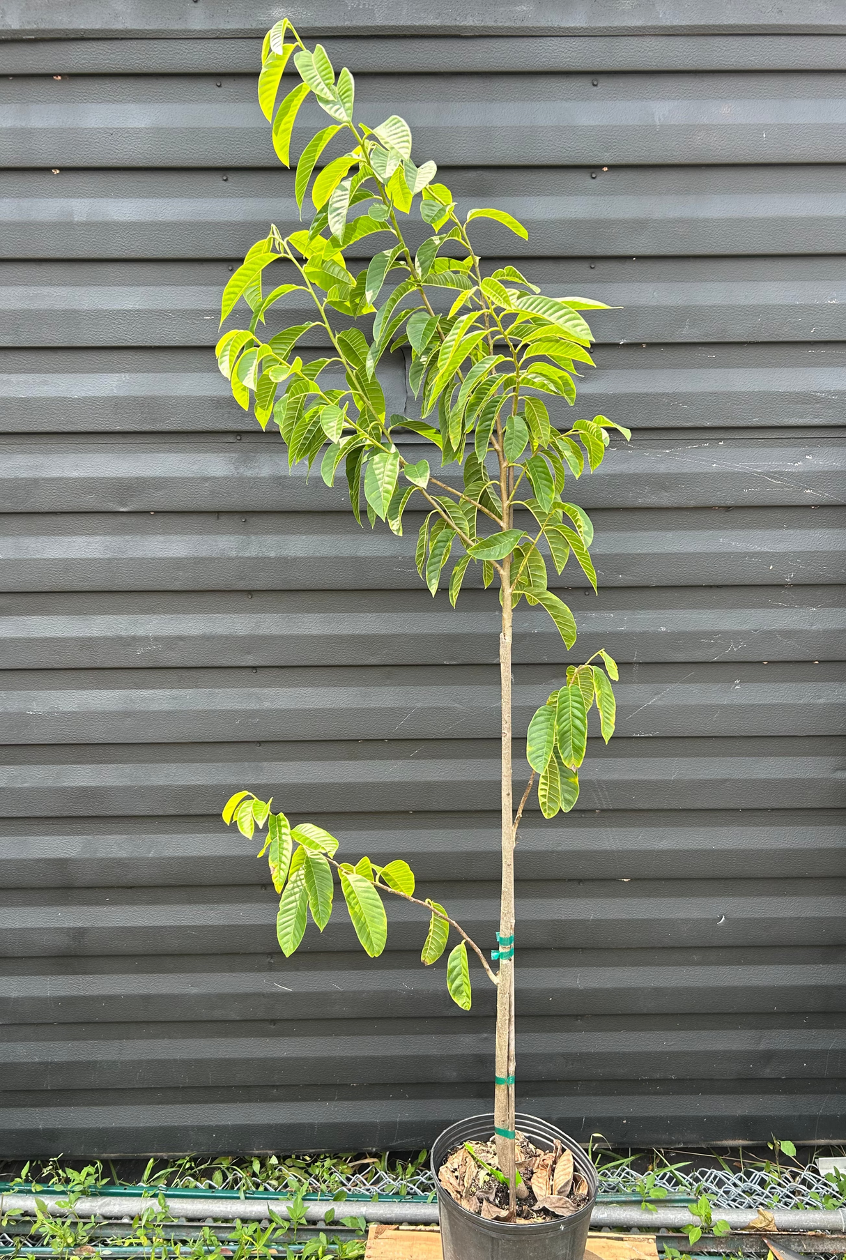 Custard Apple Tree - San Pablo seedling