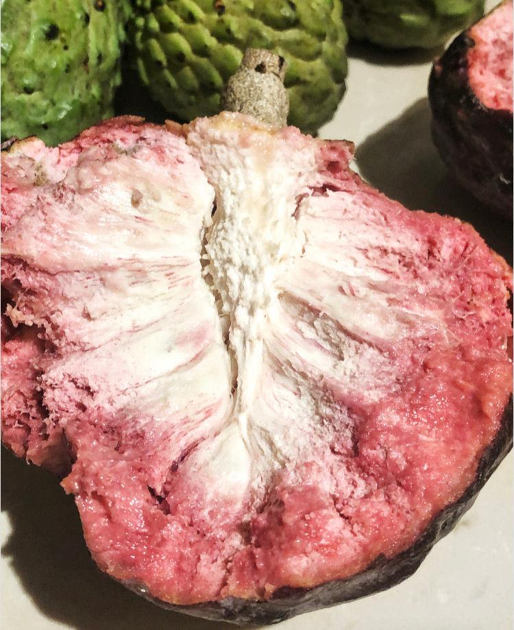 Custard Apple Tree - San Pablo seedling