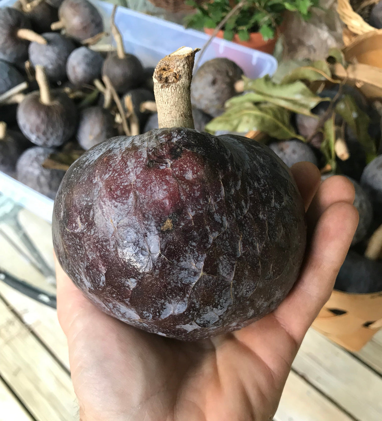 Custard Apple Tree - San Pablo seedling