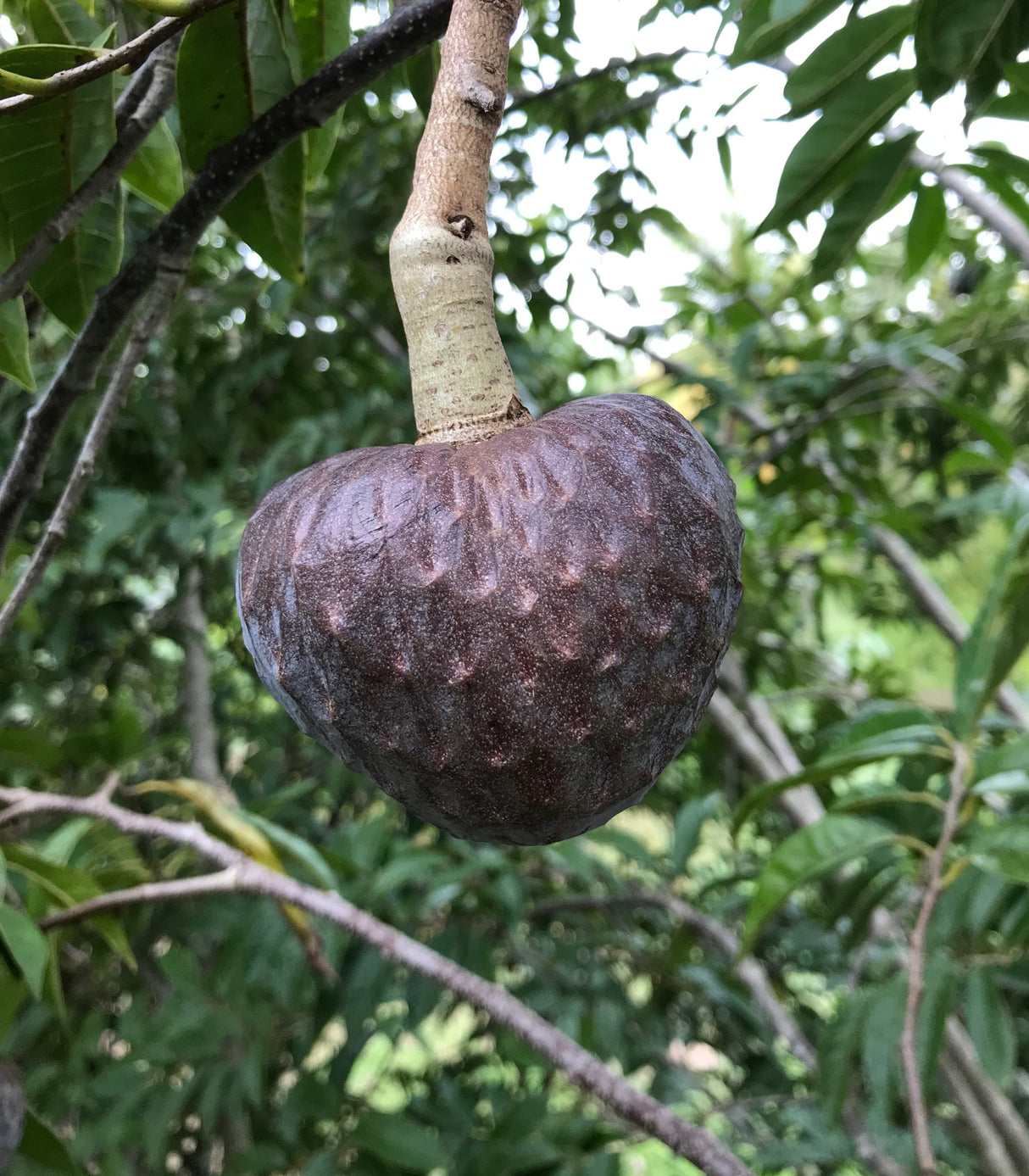 Custard Apple Tree - San Pablo seedling