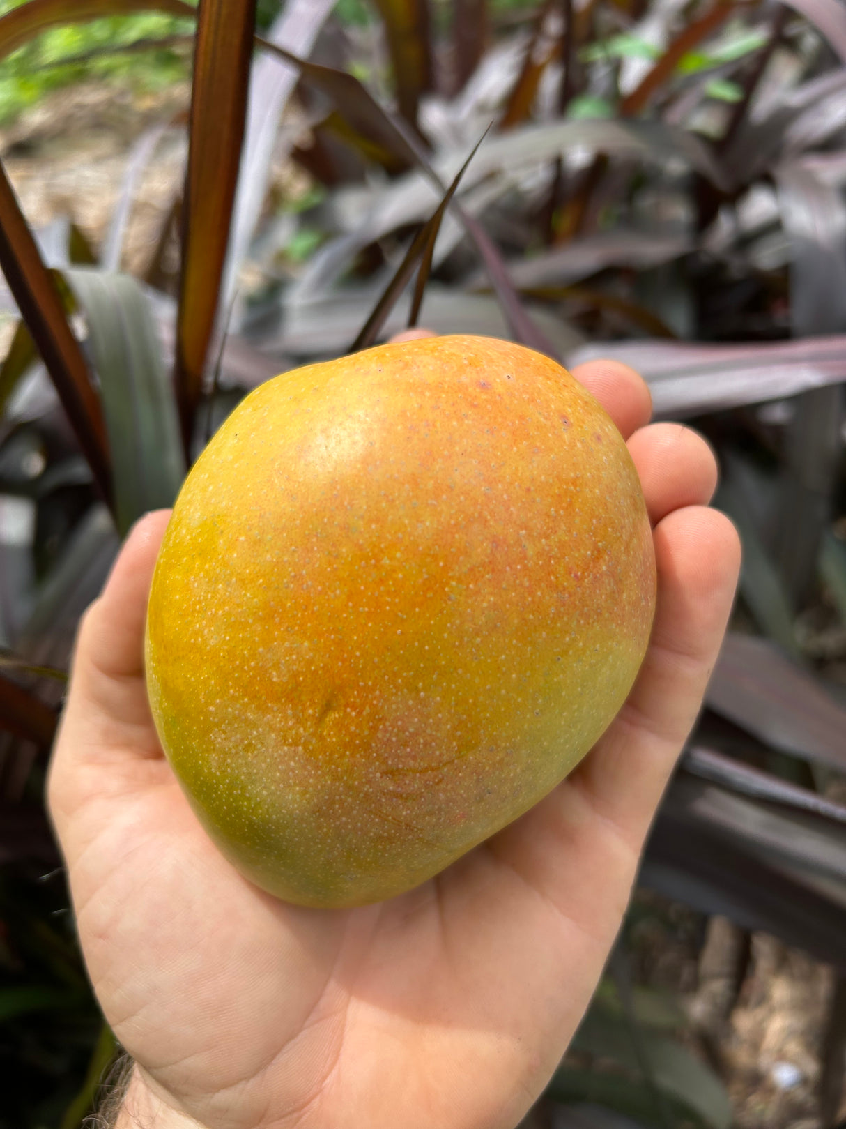 Mango Tree ‘Dot'