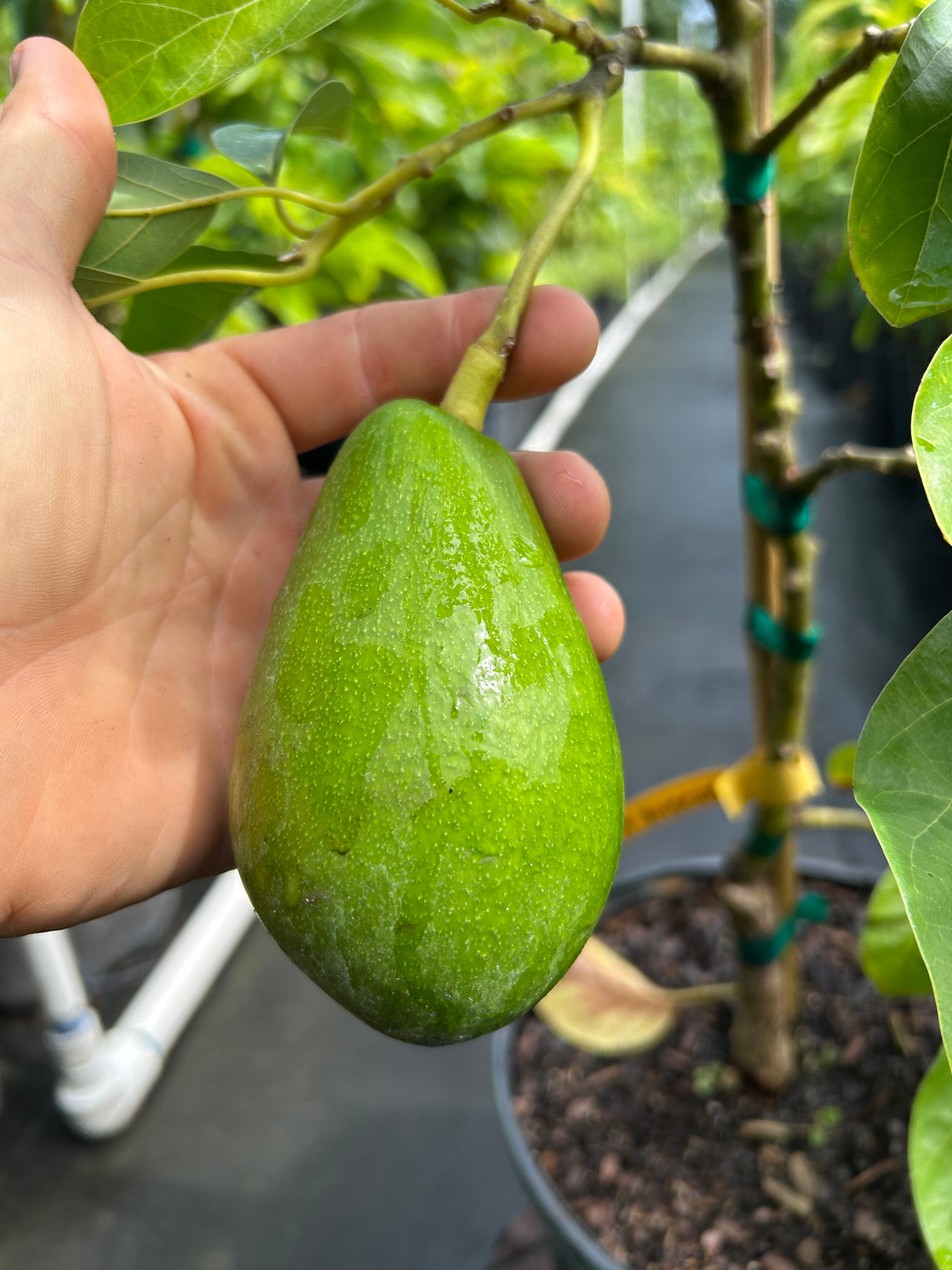 Avocado Tree ‘Day’