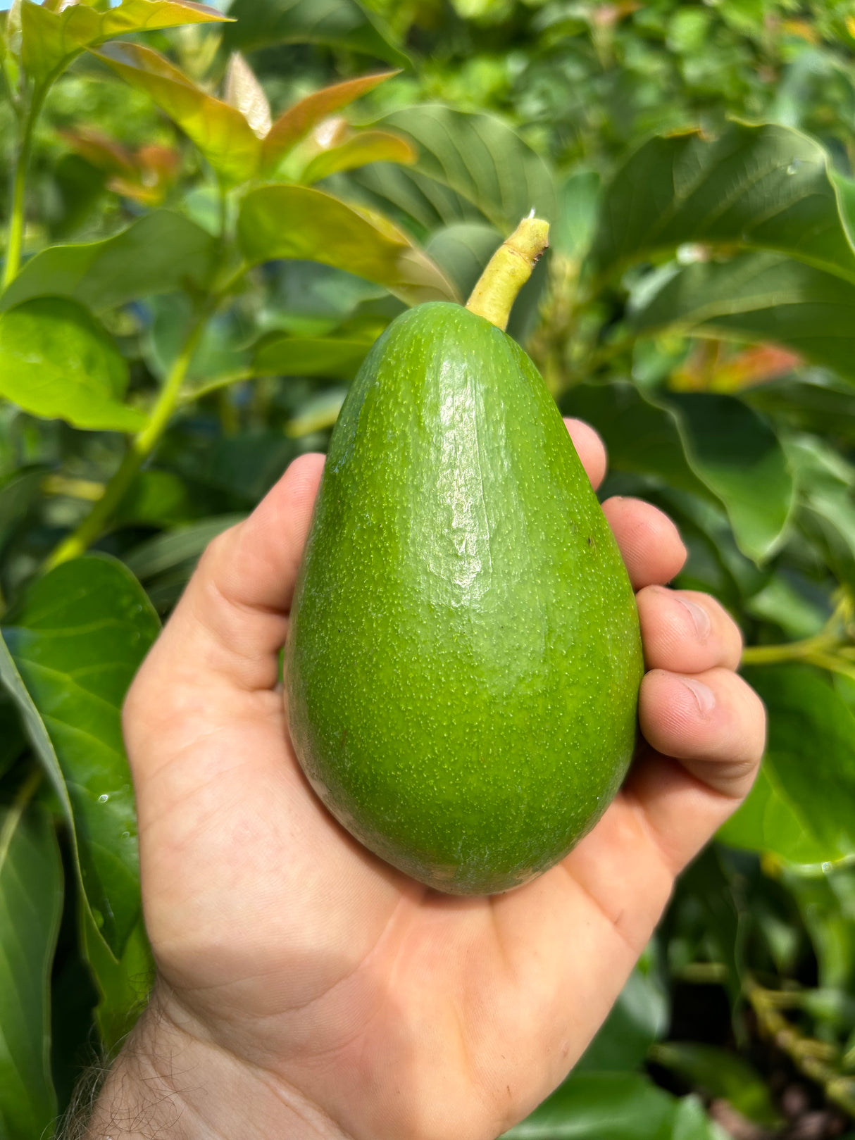 Avocado Tree ‘Day’