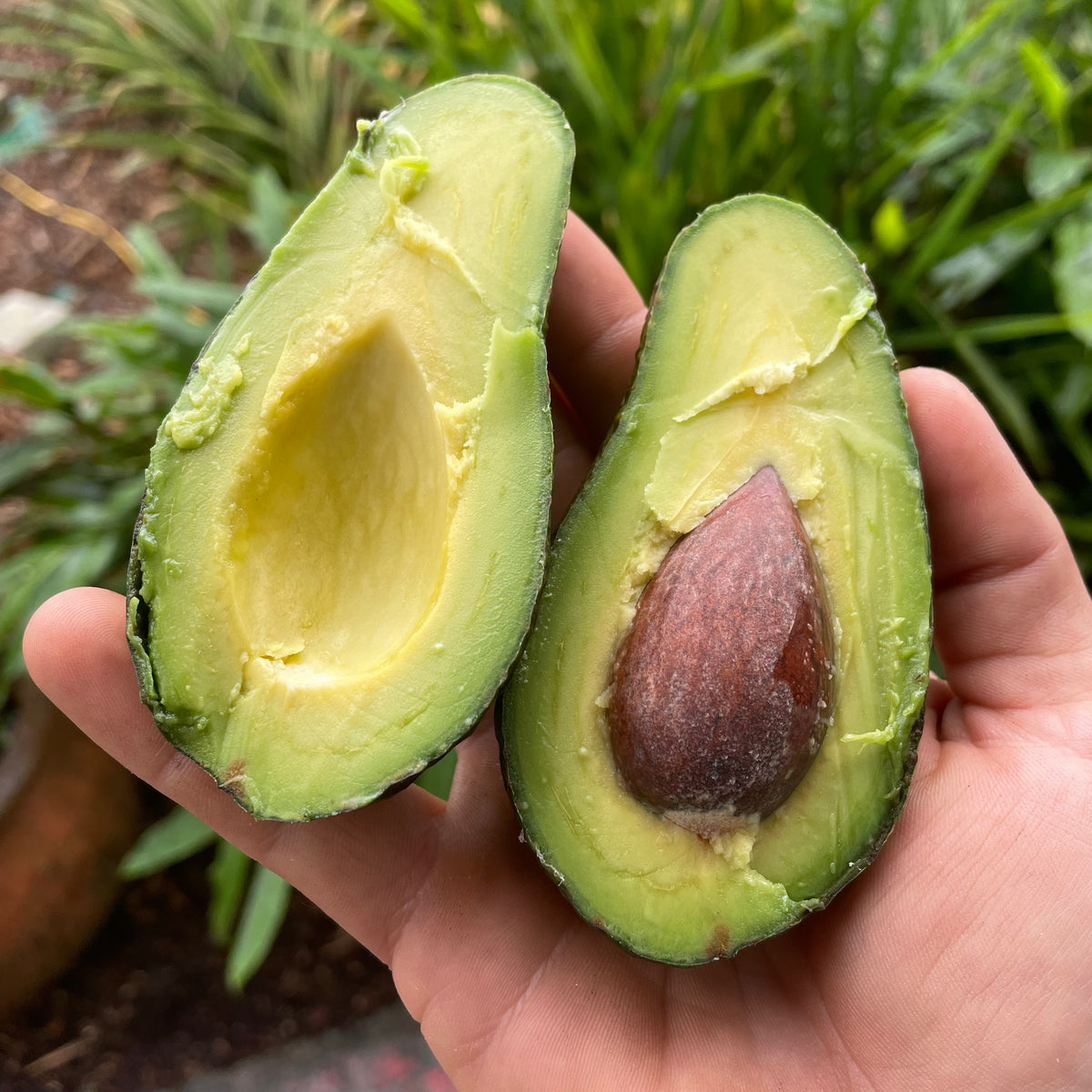 buy avocado seeds for planting Avocado Tree 'Day' – Incredible Edible Landscapes