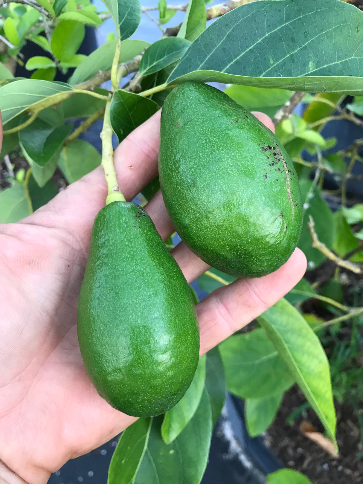 Avocado Tree ‘Day’