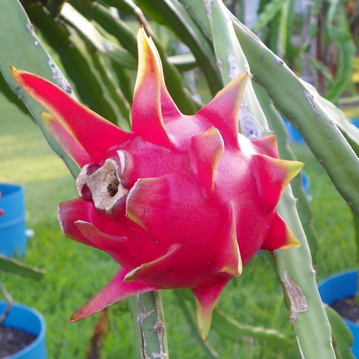 Dragonfruit Plant 'Delight'