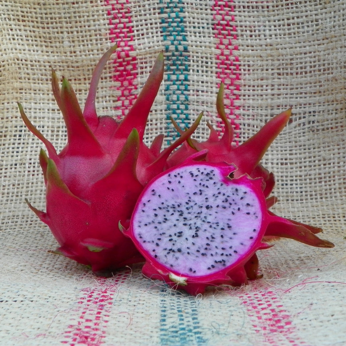 Dragonfruit Plant 'Delight'