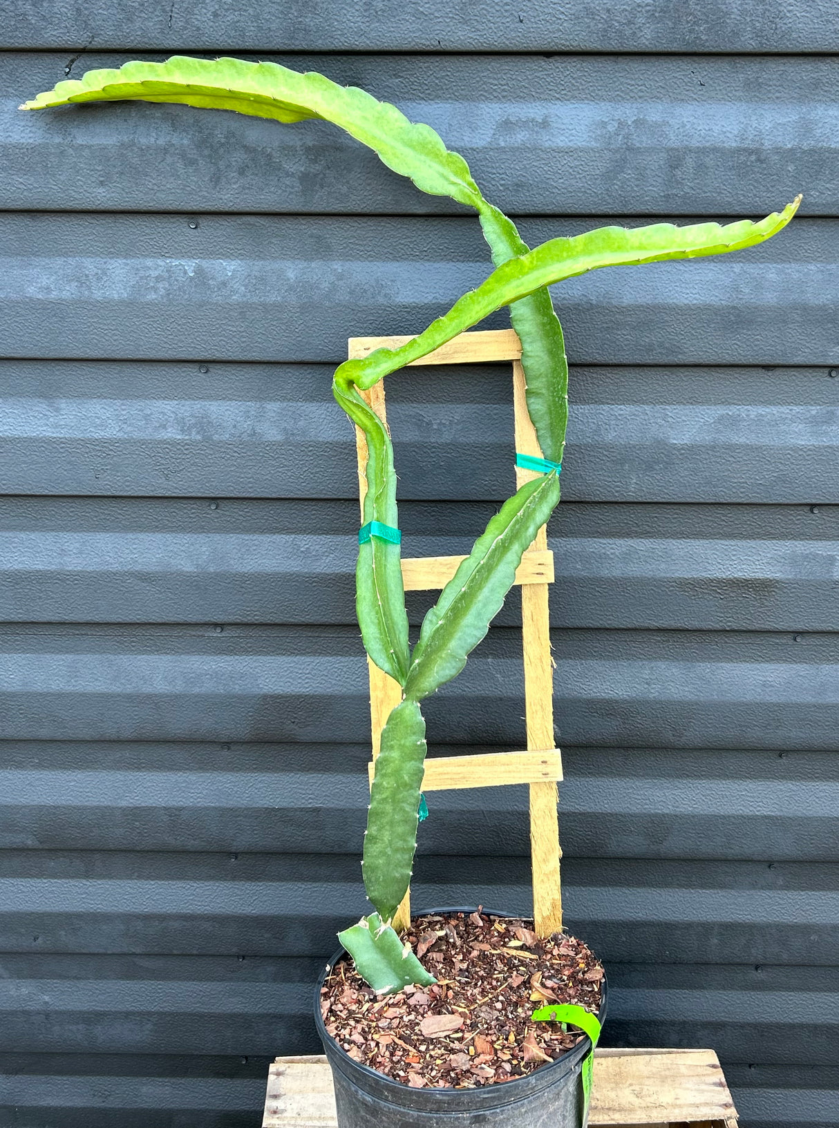 Dragonfruit Plant 'Delight'