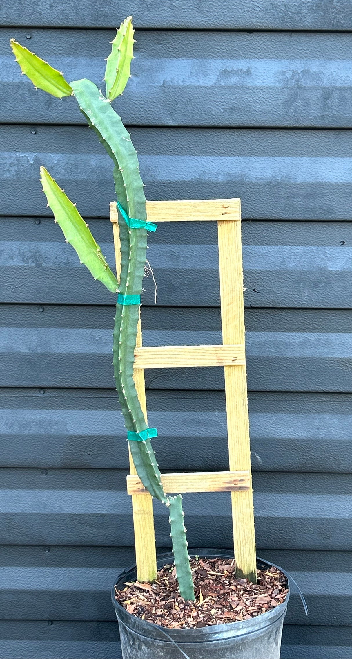 Dragonfruit 'Palora' (Yellow)