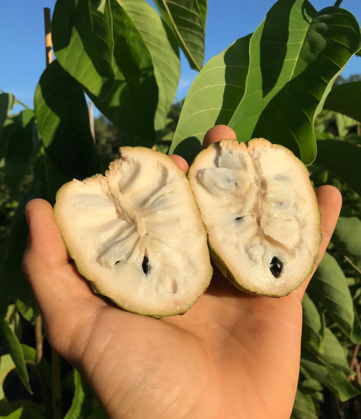 Atemoya Tree 'Dream'