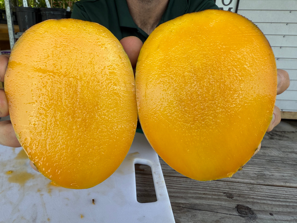Mango Tree ‘Duncan’